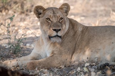 lion cub lying down in grass. kruger national park, south africa