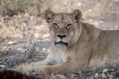 Afrika Vahşi Yaşam Aslanı Kruger Ulusal Parkı, Güney Afrika