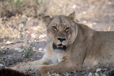 Güney Afrika 'daki Kruger Ulusal Parkı' nda dişi aslan.