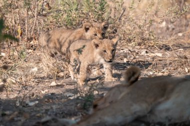 Yavrusu olan aslan yavrusu kuru çimenlerde yürüyor..