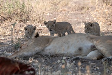 Kenya savanındaki aslanlar