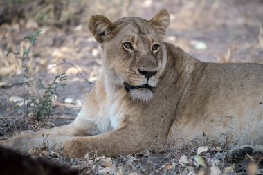Aslan ın kruger national park, Güney Afrika