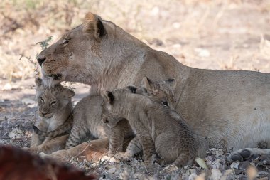 Aslan ailesi (panthera leo) savanada, Botswana