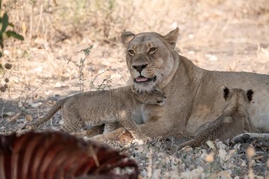 Yavrusu ile birlikte Güney Afrika 'daki Kruger Ulusal Parkı' nda çimlerde yatıyor.