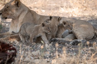 Afrika 'nın bozkırındaki aslan