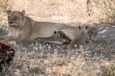 Güney Afrika 'daki Kruger Ulusal Parkı' nda aslan yavrusu.