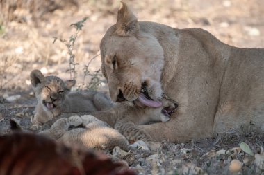 Aslan anne ve yavrusuyla
