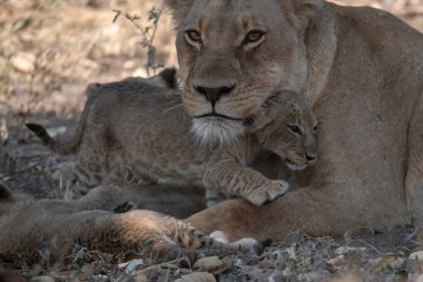 Namibya 'daki genç aslan