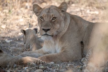 Güney Afrika aslanı