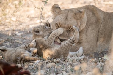 Kruger parkında genç aslanlar.