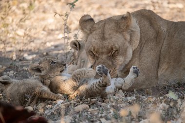 Anne aslan ve yavruları.