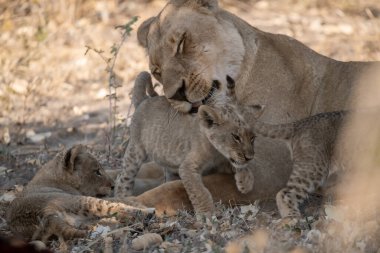 lions in national park, kruger park, south africa