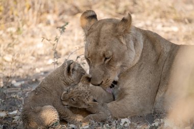 lions in the national park of south africa