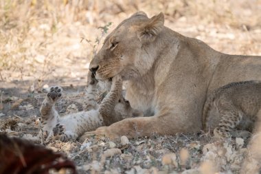 Güney Afrika 'da, kuru bir çimenlikte annesiyle birlikte aslan yavrusu..