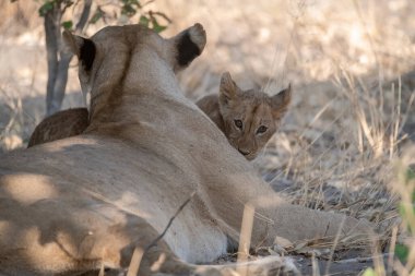 Aslan yavrusu kuru çimenlerde yatıyor.