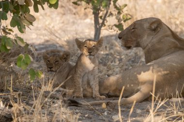 Kenya 'nın ulusal habitatında aslan