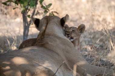 Dişi aslan ve bir yavrusu var.