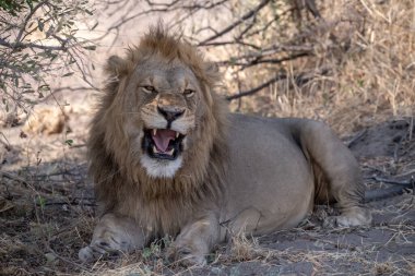 Güney Afrika 'daki Kruger Ulusal Parkı' nda aslan var.