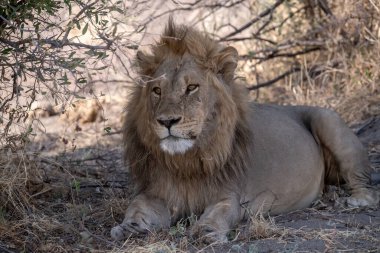 Afrika 'nın güneyindeki Kruger parkındaki çimlerde erkek aslan..