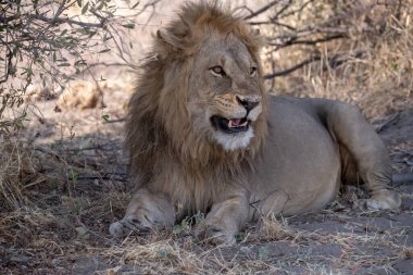 Aslan Kruger National park