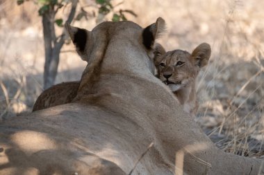 Dişi aslan ve aslan yavrusu