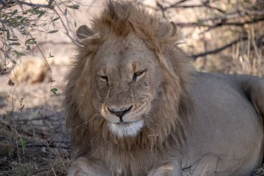 Afrika savanındaki aslan.