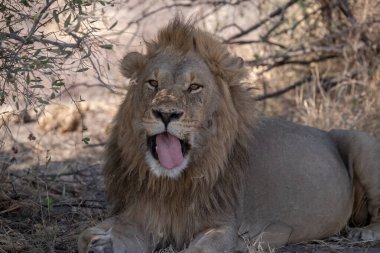 Afrika bozkırında bir aslan.