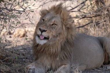 Afrika savanındaki aslan.