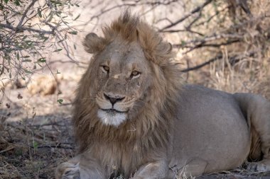 Güney Afrika aslanı