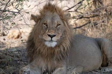 Güney Afrika 'daki Kruger Ulusal Parkı' nda bir aslan.