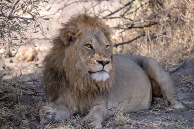 Kenya 'daki ulusal parkta aslan