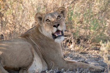 Güney Afrika, Kruger Park, Güney Afrika 'daki savanda dişi aslan (panthera leo)..
