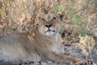 Savanadaki dişi aslan.