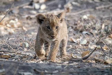 a cub lion walks in the grass in the middle of the grass in the national park.