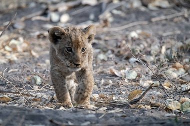 Küçük aslan yavrusu kuru çimenlerde yürüyor..
