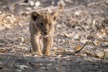 lion cub playing with the cub. namibia. africa.
