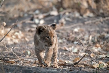 Aslan yavrusu çimlerde