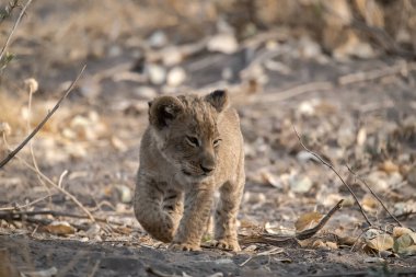 young lion in the savannah of kenya in the wild