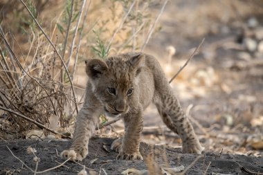 little cub in kruger national park, south africa