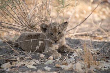 Aslan yavrusu yerde yatıyor.