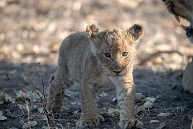 little wild lion cub in the savannah