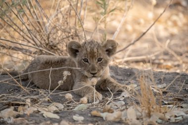 Genç aslan yavrusu çimlerde