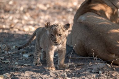 Aslan yavrusu çimlerde