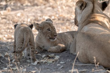 lion cub with baby in the dry grass
