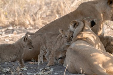 Aslan yavrusu çimlerde