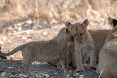 Vahşi aslan yavrusu