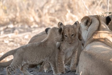 Dişi aslan ve yavruları çalılıklarda.