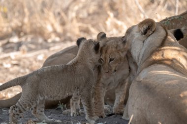 Güney Afrika 'daki Kruger Ulusal Maçı' nda Aslan Ailesi ve Yavruları