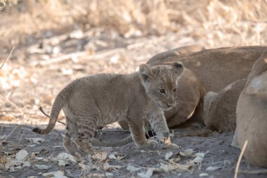 young lion in the national park in africa.