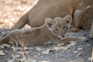 Aslan yavrusu çimlerde